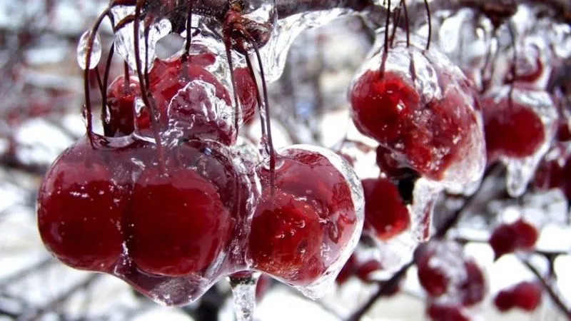 Overview of the best cold-hardy cherry varieties and selection criteria