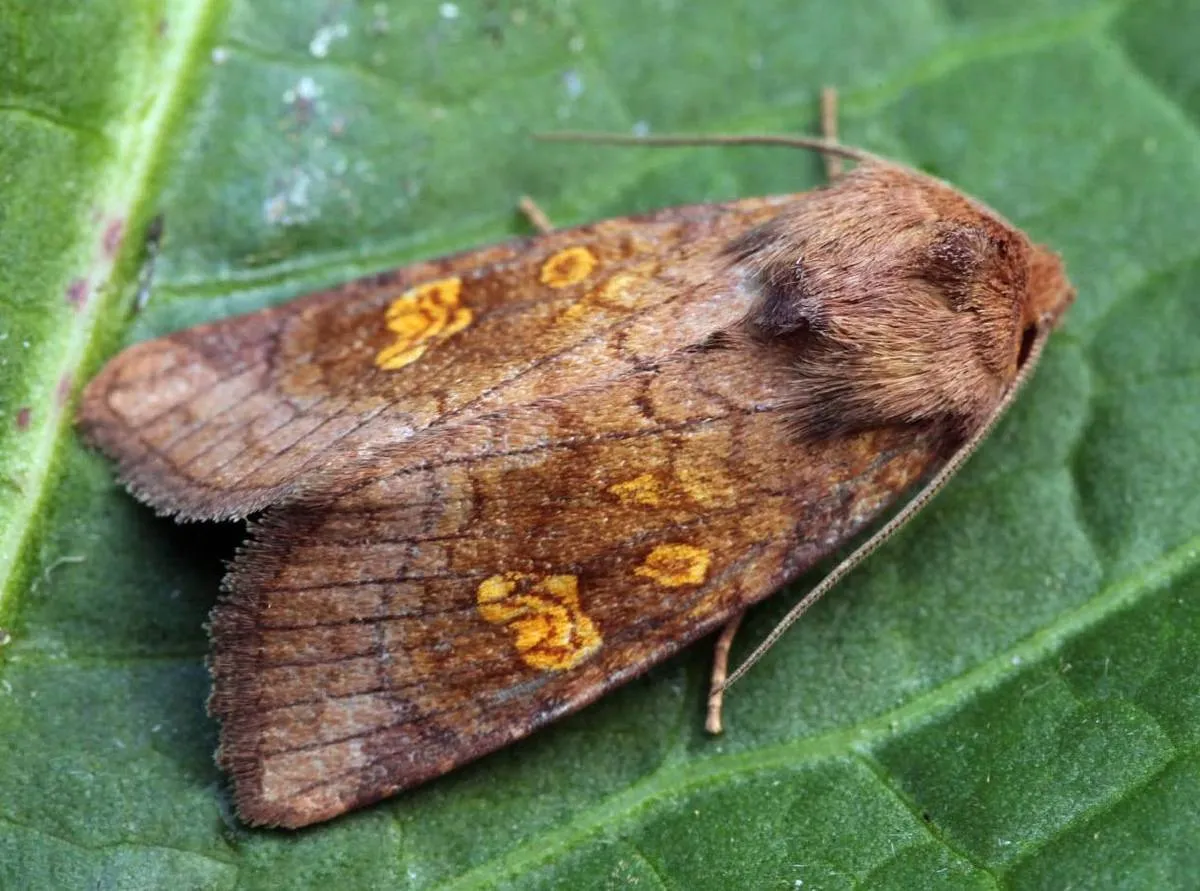 Chinese cabbage pests
