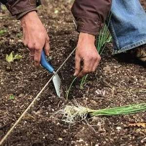Growing leeks in open ground and caring for them from planting to harvest