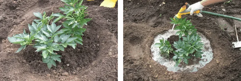 Transplanting peonies to another place in autumn