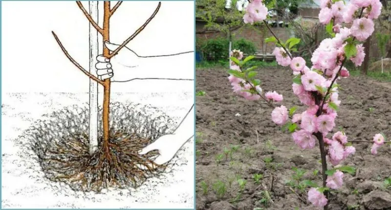 Guide to planting almonds in autumn for beginner gardeners