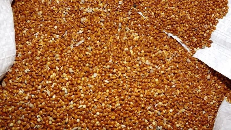 What is millet, how it grows, and its uses