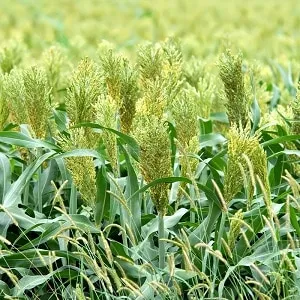 What is Sudan grass, how it's grown, and its applications