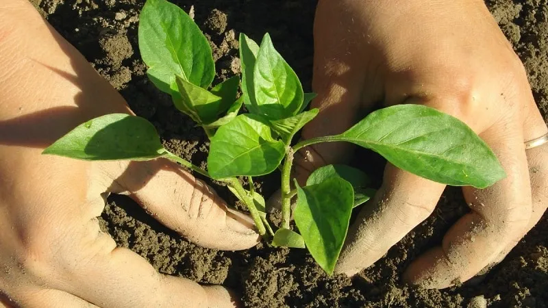 Guide to growing delicious peppers