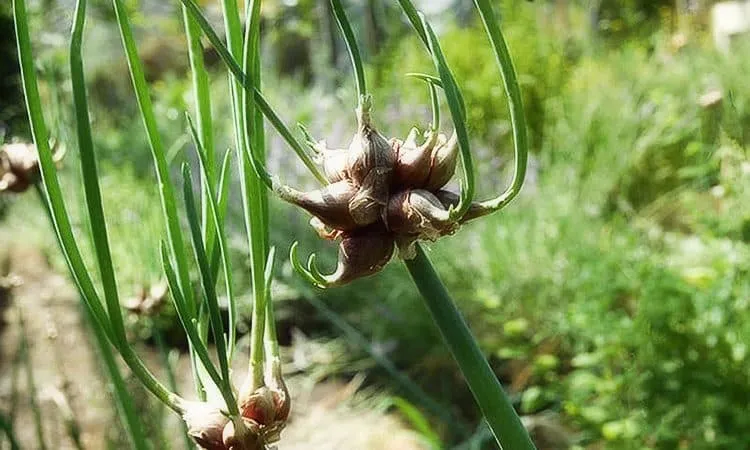 Features of planting and caring for two-tiered and multi-tiered onions