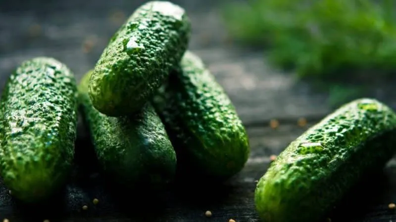 Why cucumbers don't grow in greenhouses and how to effectively solve this problem