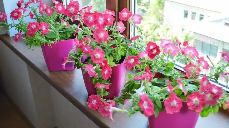 Best ways to extend the flowering of petunias in pots: tips from experienced gardeners