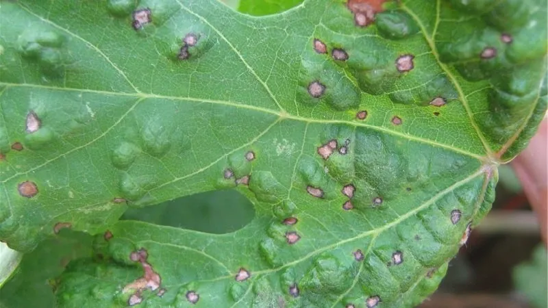 Gooseberry diseases and pests and how to combat them