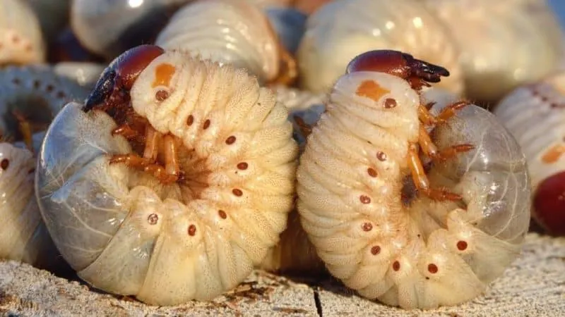 Grub worms in soil