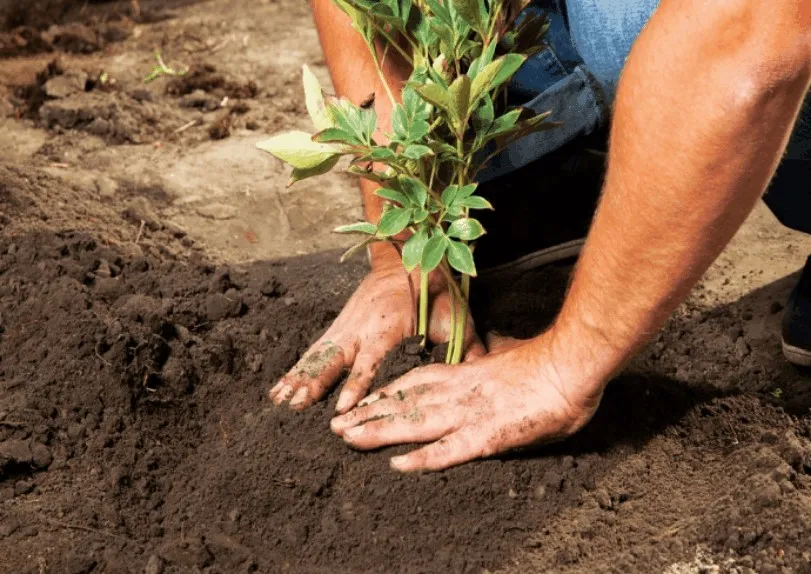 Can you transplant peonies in August or is September better?