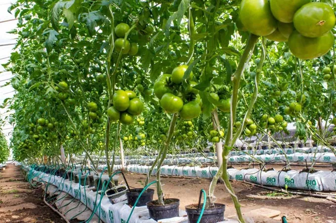 Secrets of growing tomatoes at home with hydroponics