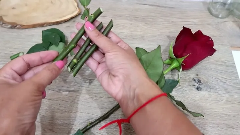 Beginner’s Guide: How to Root a Rose from a Bouquet at Home