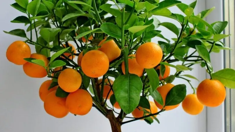 Reasons why tangerine leaves fall and methods to save the plant
