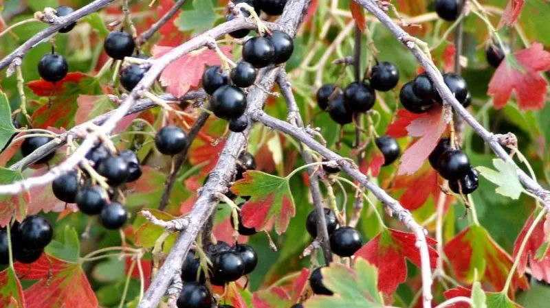 Why black currants are black