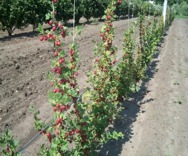 Where to plant gooseberries in your garden