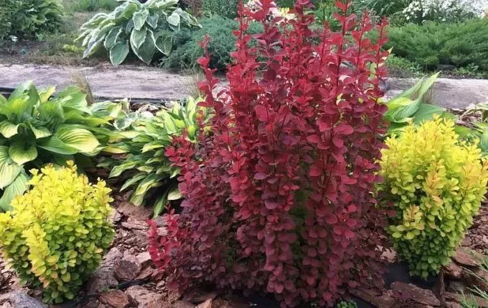 Correct use of barberry in landscape design for maximum aesthetics