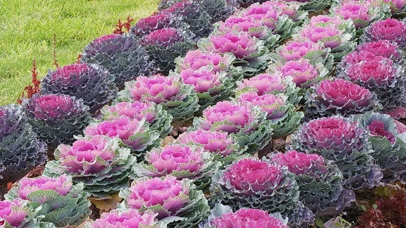 Ornamental cabbage: features, varieties with names and photos