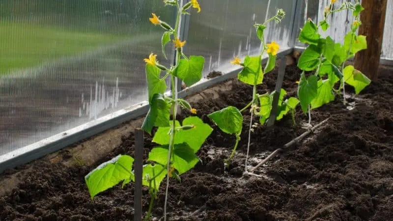 How to properly prune cucumber leaves in a greenhouse and is it necessary?