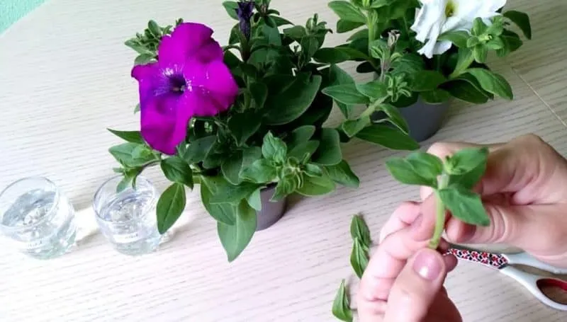 Growing and caring for trailing petunias: pinching for luxurious, lush flowering