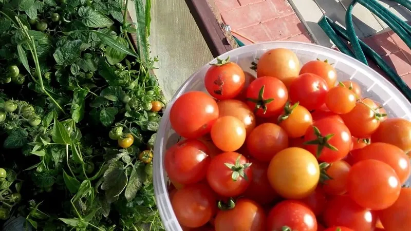 Bright clusters on the bushes - miniature Pinocchio tomatoes: growing in the garden and at home on the balcony
