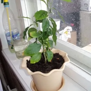 How to grow a lemon tree from a seed at home: planting, care, nuances, and mistakes