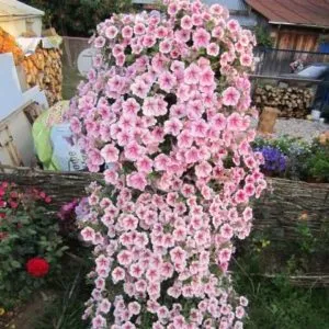 Description, varieties, and cultivation of Gioconda petunia