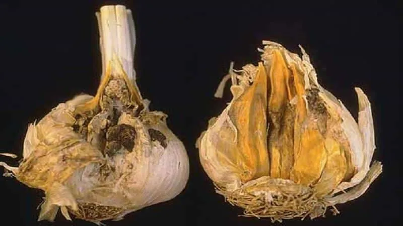 Treating garlic diseases and pests: effective methods and preventive measures
