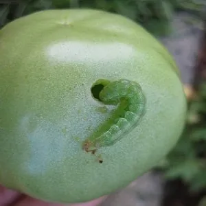 How to combat caterpillars on greenhouse tomatoes