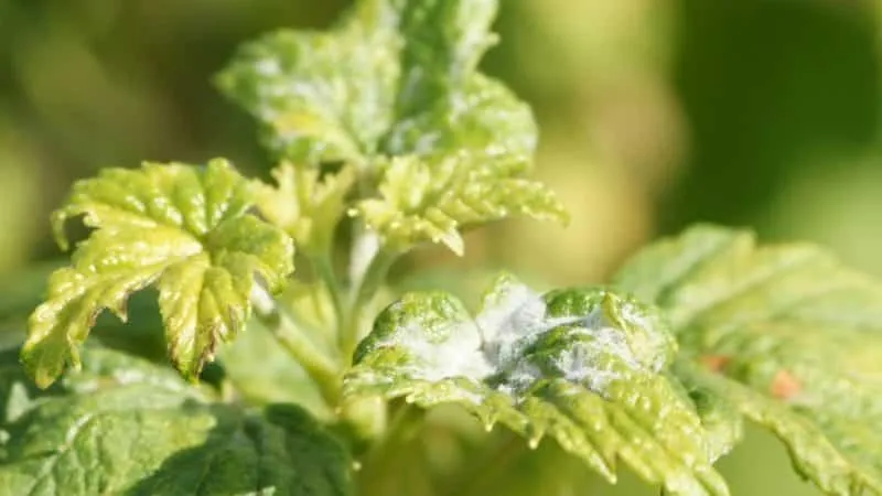 Most effective natural remedies for powdery mildew on currants