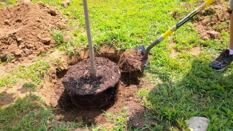 Step-by-step guide to planting a cherry tree in autumn