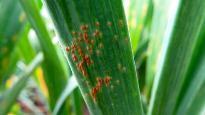 Onion rust infection