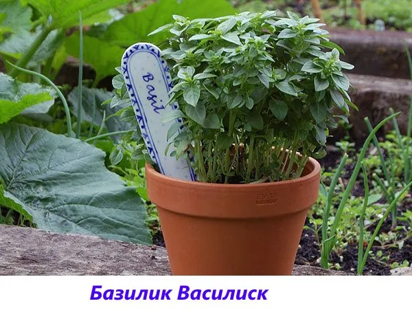 Fragrant Basilisk basil for marinades and fresh salads