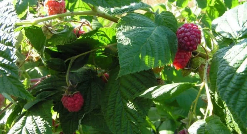 How to fertilise raspberries with ash in summer: a step-by-step guide