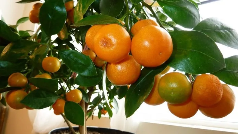 Reasons why tangerine leaves fall and methods to save the plant