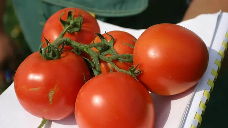 Hardy, versatile, early-ripening tomato 'Druzhok F1': reviews and growing tips