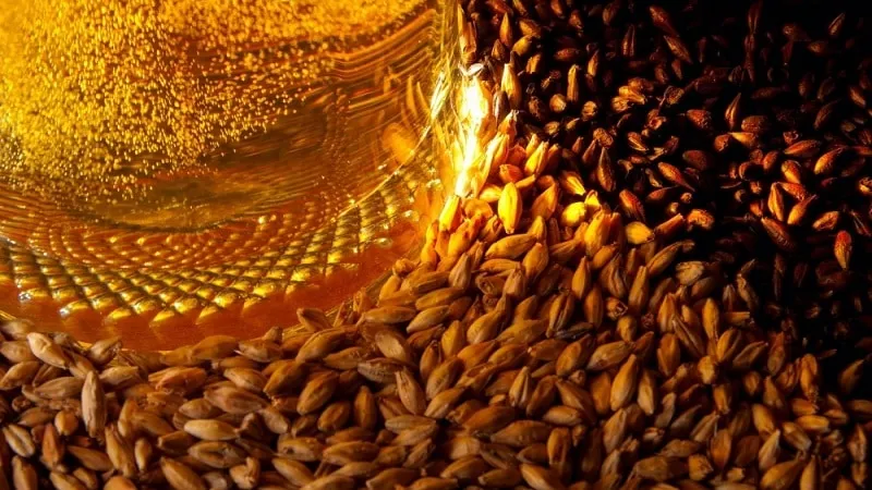 Brewing barley cultivation