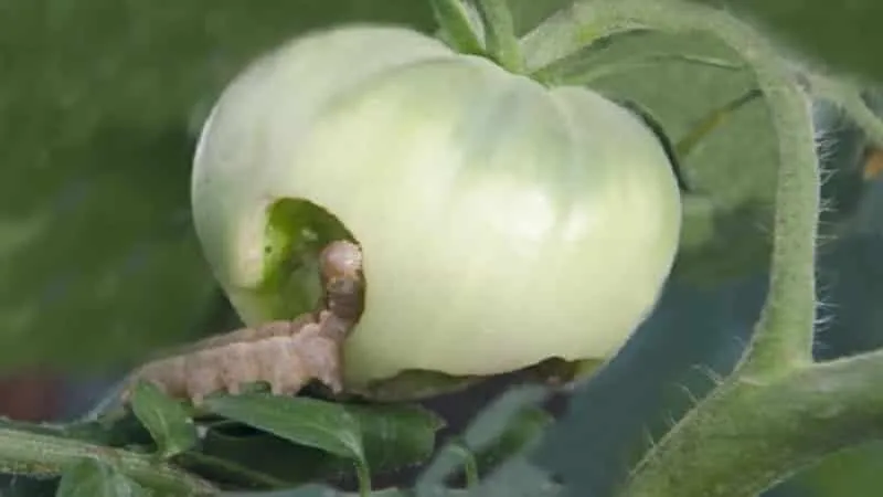 How to combat caterpillars on greenhouse tomatoes