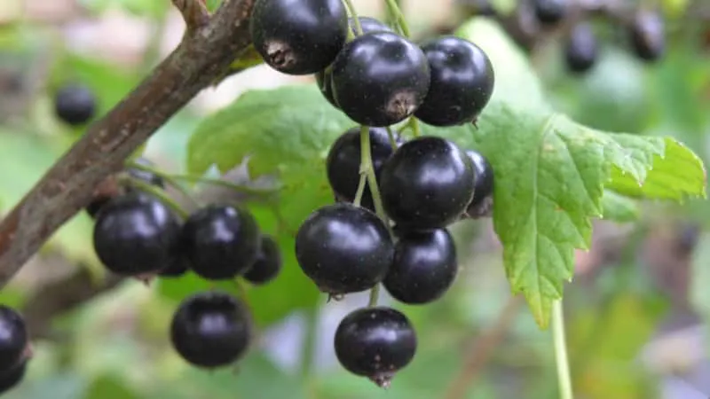 Best ways to dry blackcurrants at home