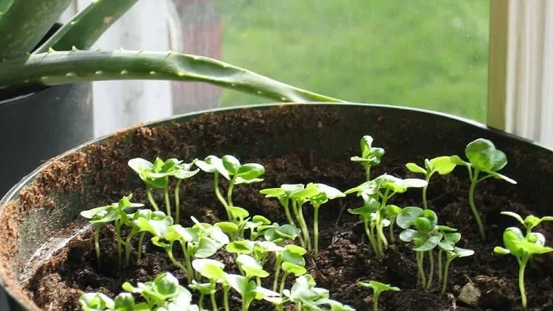 Identifying why basil turns yellow and effectively solving the problem