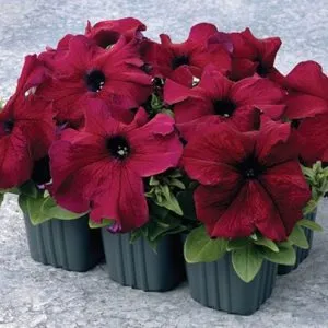 Description of double petunia varieties and growing tips