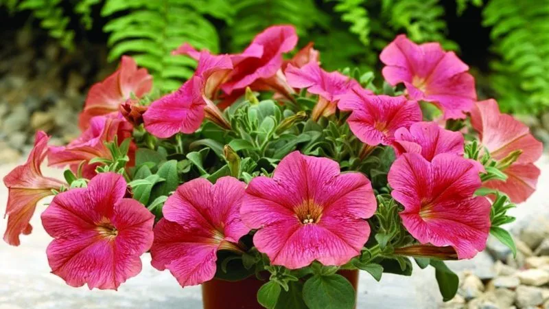 Best ways to extend the flowering of petunias in pots: tips from experienced gardeners