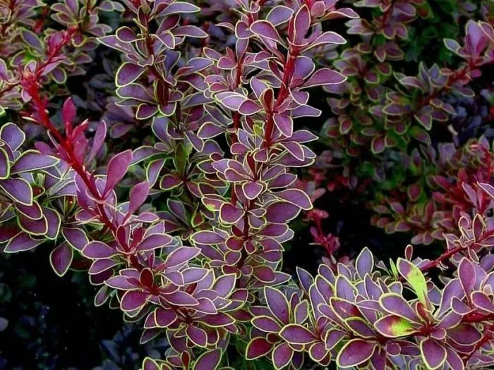 Correct use of barberry in landscape design for maximum aesthetics