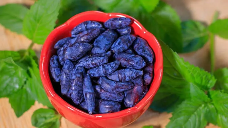 Best varieties of edible honeysuckle
