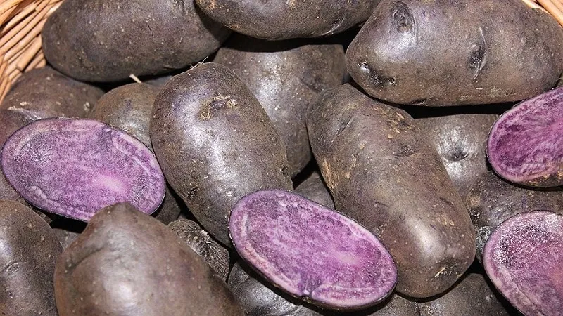 Amazing coloured potatoes: varieties and their health benefits