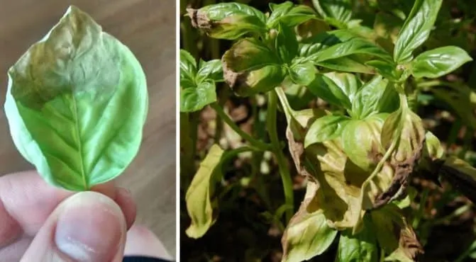 Identifying why basil turns yellow and effectively solving the problem