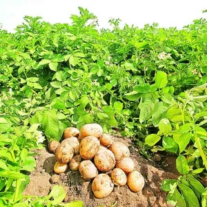 Low-maintenance, high-yield Agatha potato variety