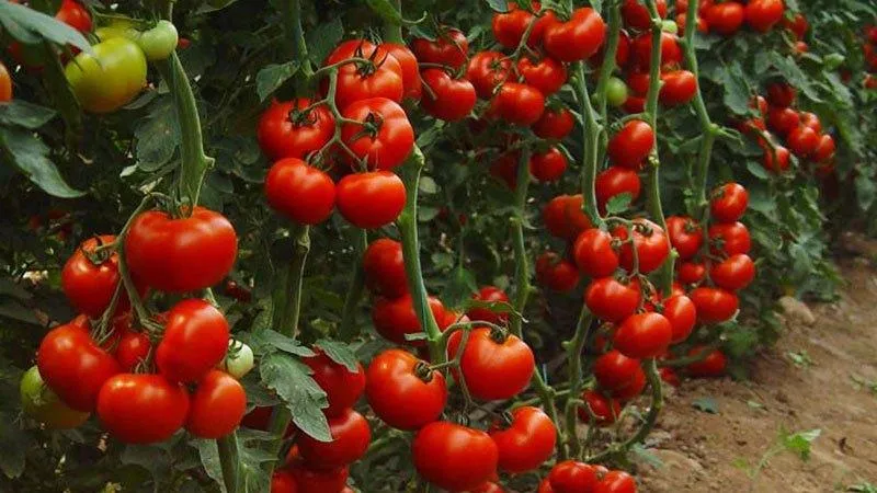 Determinate vs. indeterminate tomato varieties: differences, advantages, and disadvantages