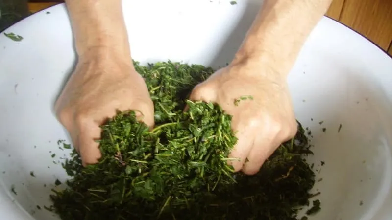How to ferment raspberry leaves at home