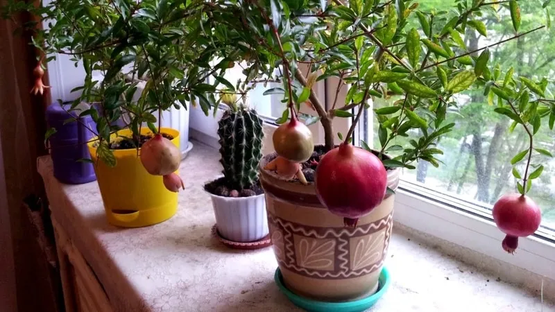 How and what to feed a pomegranate indoors