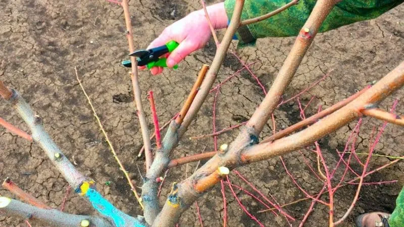 Peach tree pruning in progress